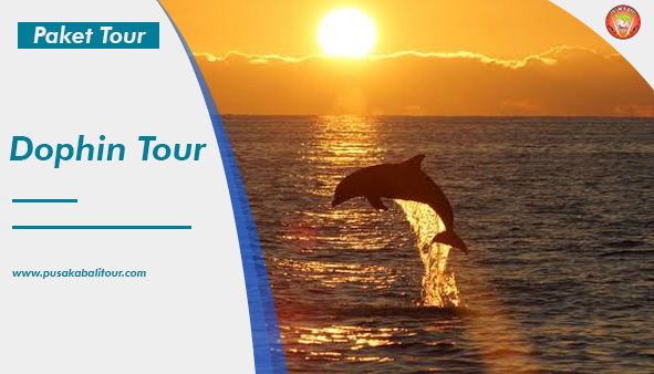 Dolphin Tour